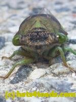 /home//u458753944/public_html/sourcegallery///////////Insects and small critters/aphids cicadas lanternflies and true bugs (Hemiptera)/P1080342.JPG